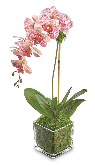 9322: Phalaenopsis Orchid in Glass Vase - Striped (Product Detail)