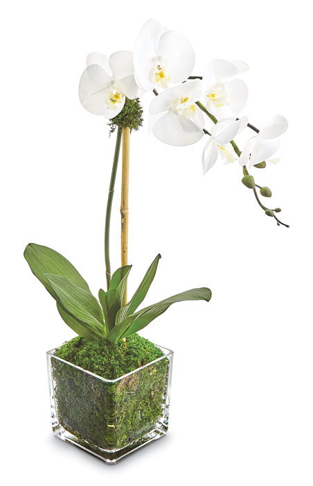 9321: Phalaenopsis Orchid in Glass Vase - White (Product Detail)