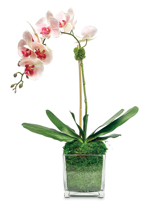 1082: Phalaenopsis Orchid in Glass Vase - Pale Pink (Product Detail)