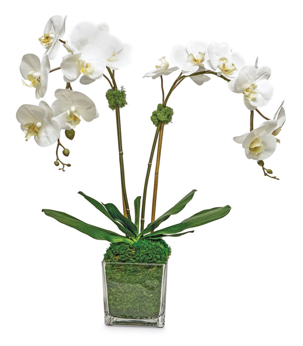 1083: Phalaenopsis Double Orchid in Glass Vase - White (Product Detail)