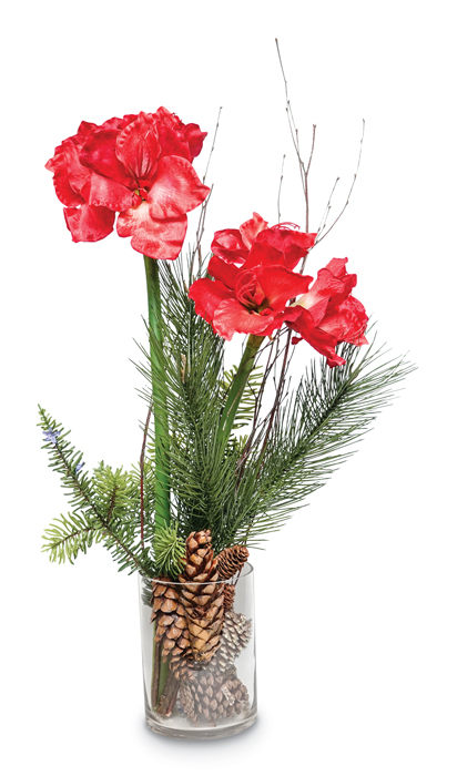 5030: Amaryllis in Glass with Pine and Pinecones (Product Detail)